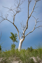 Lone tree on a sand dune in Michigan