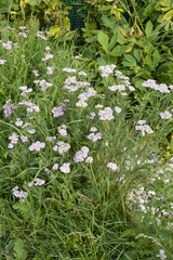 Achillée millefeuille, Achillea millefolium © JAG IMAGES