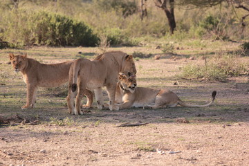 Serengeti wildlife