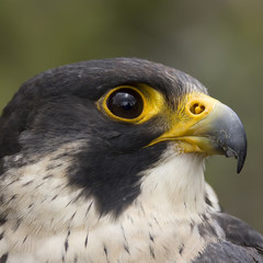 portrait of a peregrine falcon - kestrel