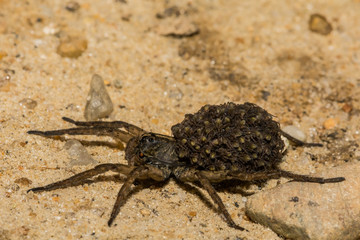 A close up of a female Wolf Spider carrying her young on her abdomen. 