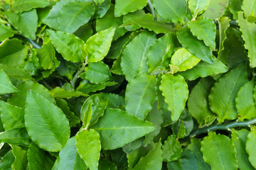 green leaf for texture and background