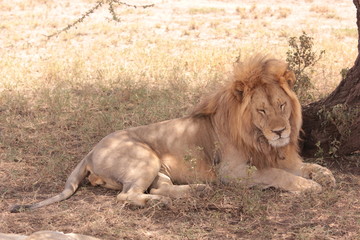 Africa Living