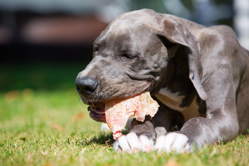 great dane puppy lies on the lawn and chews at a pig's ear - obrazy, fototapety, plakaty