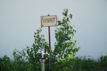Hydrant II