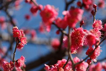 Plum Blossom