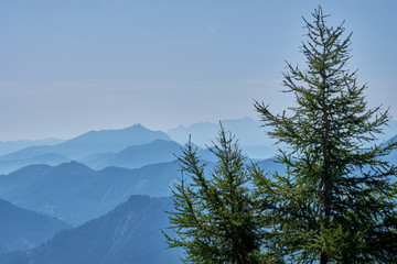 Look over misty covered mountains from the top of the Panoramastrasse on Mt. Goldeck with a pine tree standing in the foreground