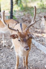Wild deers