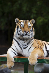 Sumatran Tiger