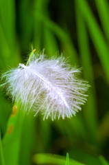 Obraz premium Insekt