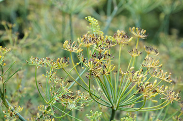 Fenchel mit reifen Früchten