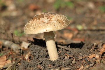 Amanite phalloïde