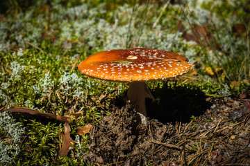 mushroom forest