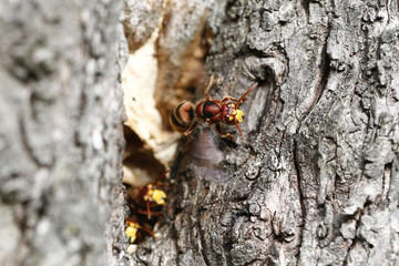 Hornissen belüften den Bau