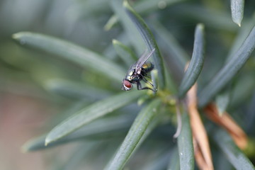 Glanzfliege auf Eibe