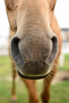 Nosey