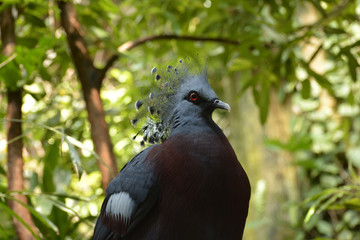 Victoria Crowned Pigeon, Central Park Zoo, NYC