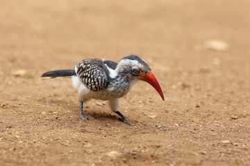 Southern red-billed hornbill (Tockus rufirostris) sitting on the ground with yellow background