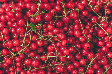 Background of Ripe Red Currant.