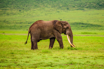 Fototapeta na wymiar Elephant(Loxodonta africana) 