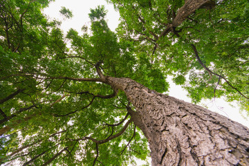 Fototapeta premium Sun light looking up in Forest, Green Tree branches nature abstract, View from bottom up.