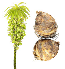 Bulbs and flower with seeds of variegated pineapple lily (Eucomis bicolor) isolated on white background