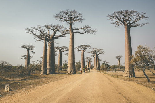 Avenue Of The Baobabs, Allée Des Baobabs, Morondava, Madagascar