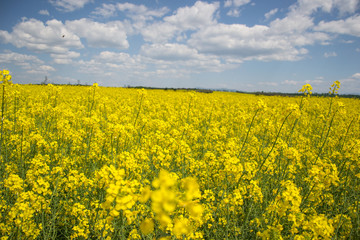 Field of yellow flowering oilseed rape isolated on a cloudy blue sky in springtime (Brassica...