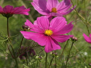 Fleurs des champs