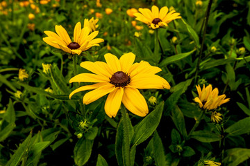 Three yellow flowers