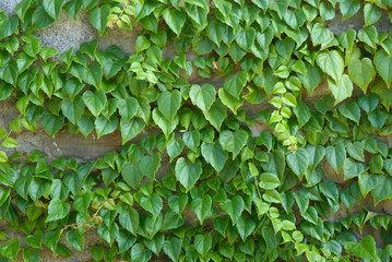 Fototapeta na wymiar Exterior wall of wild stone covered with ivy