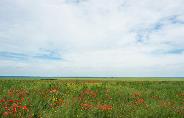 Panoramic photo of red poppy flower with buds in the meadow. Nature composition poppy flowers.
