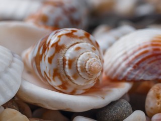 Extreme close-up seashells on small pebbles.