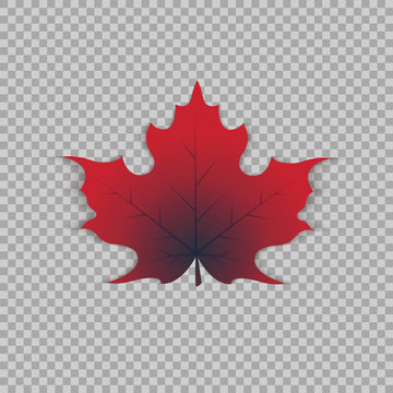Maple leaf in a realistic style on transparent background, isolated object. Vector illustration