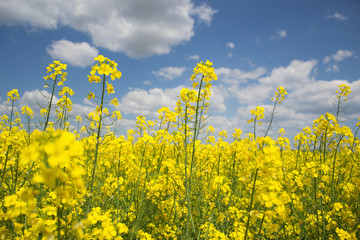 Field of yellow flowering oilseed rape isolated on a cloudy blue sky in springtime (Brassica...