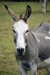 Obraz na płótnie Canvas Donkey in a field