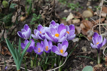violet flower closeup crocus