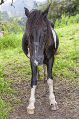 Fototapeta premium A black and white horse full of flies.
