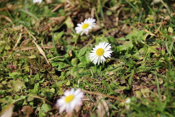 daisy flower closeup focused, blurry green background