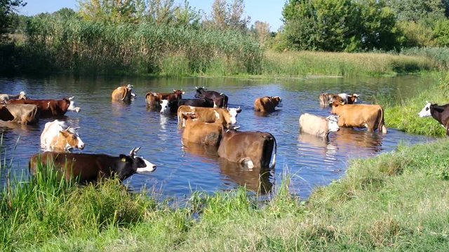 Cow herd having water treatment with pleasure in summer river