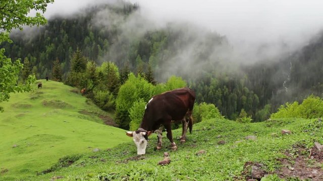 Cow grazes on a picturesque mountain landscape in the fog and lush greenery around