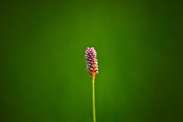 kwiat © HORECA MEDIA