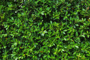 Fototapeta na wymiar green leaf 