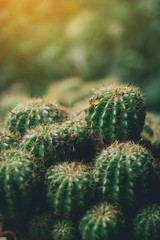 Cactus with sunlight