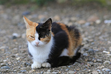 White dove with brown wings sits against the sky ...