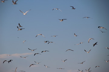 seagulls birds at beach flying, background blue sky