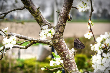 Cherryblossem butterfly