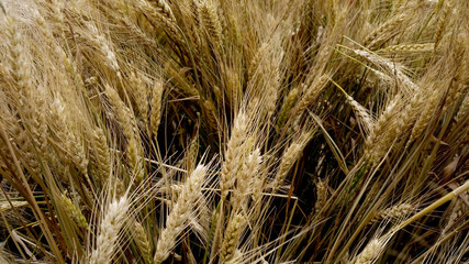 First wheat - 169739536