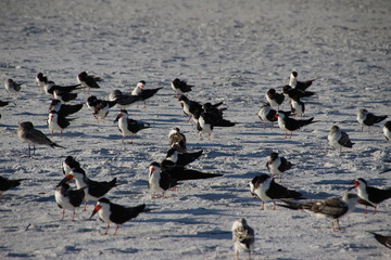 Fototapeta na wymiar a big bunch of seagulls having fun