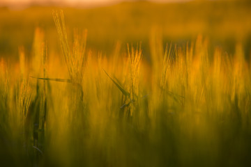 zboże © HORECA MEDIA